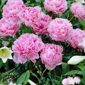 Meet your Posher, Chelsea